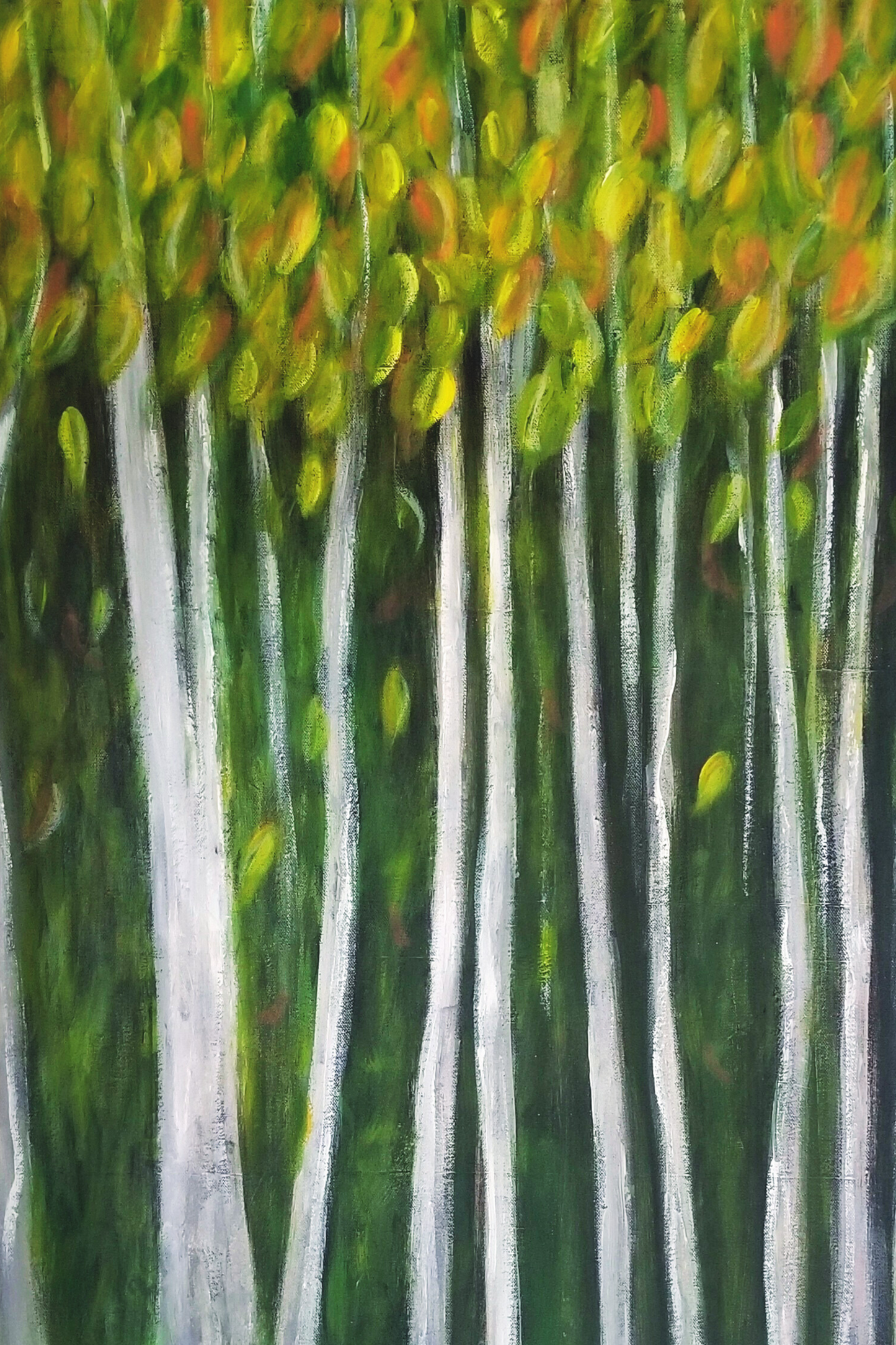 Birch Trees in the Forest - Canvas Print